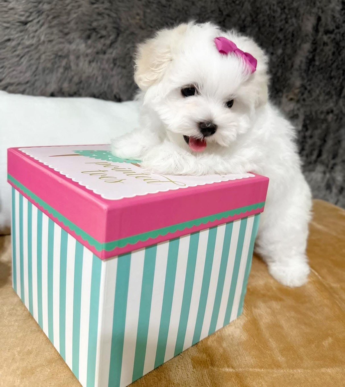 Trixie, cheerful white Maltese puppy with her mouth open, photographed indoors on a soft blanket