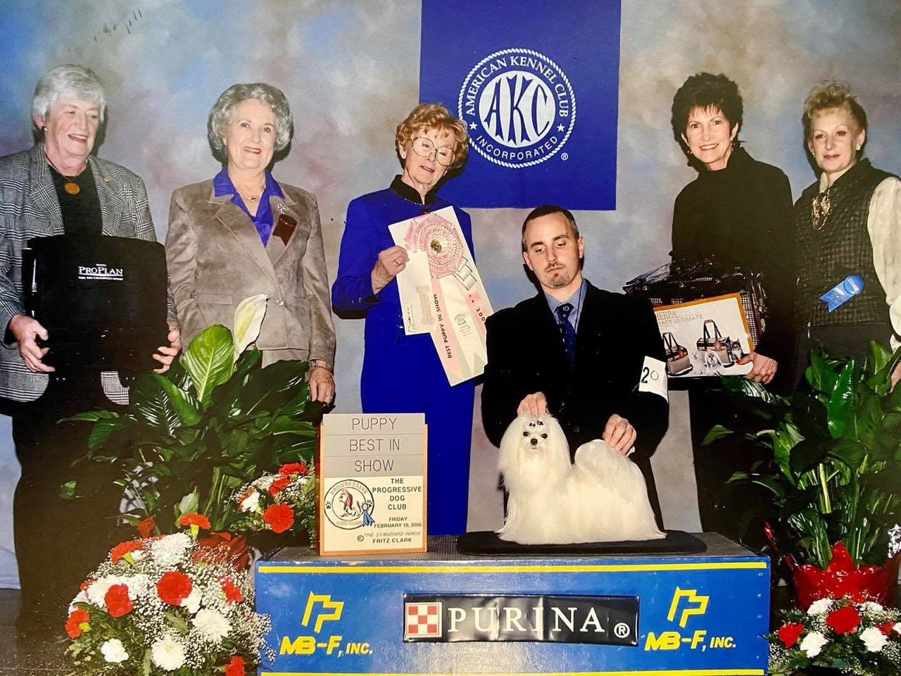 Groomed white Maltese standing on a presentation table at an indoor dog event