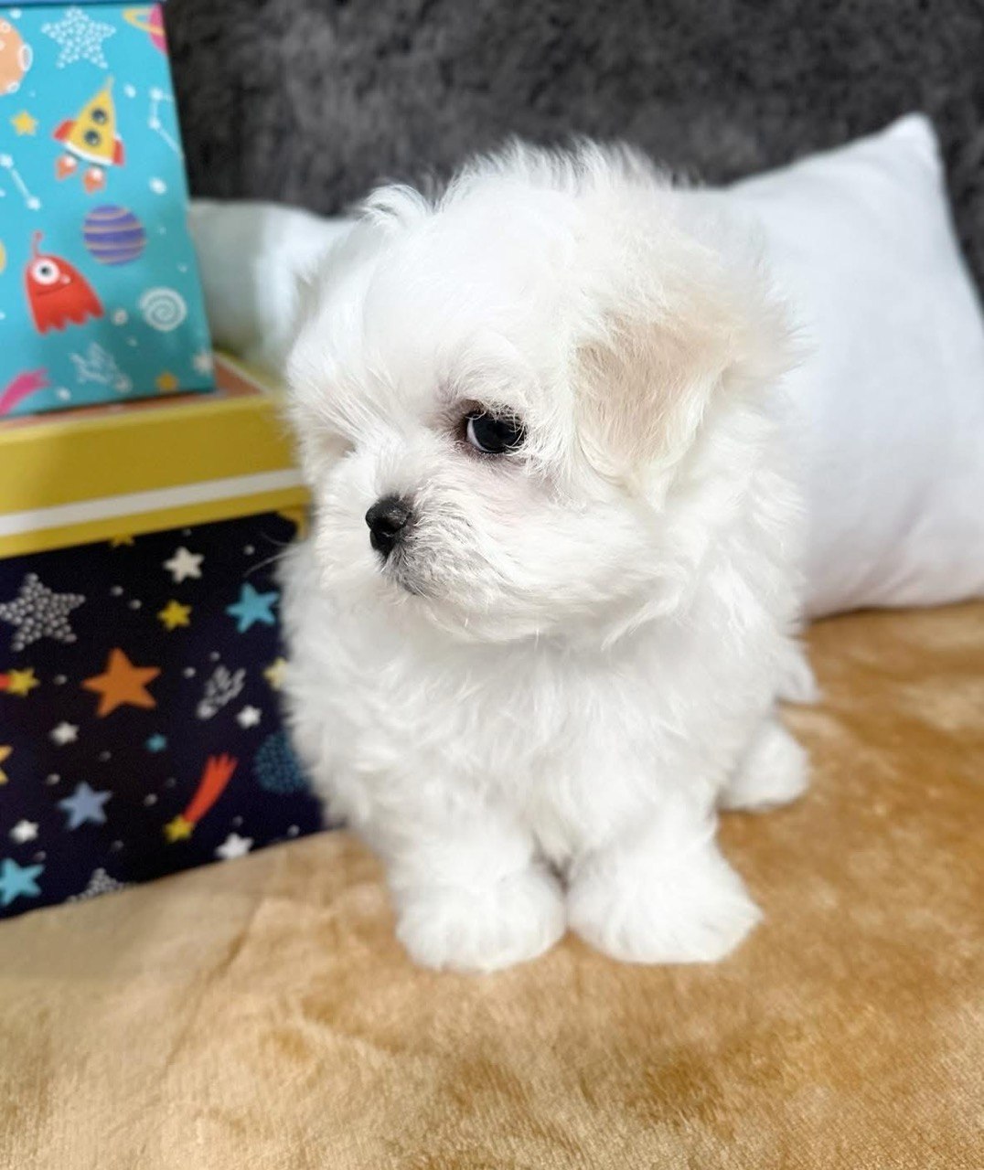 Bear the male Maltese puppy sitting upright indoors with his head turned to one side