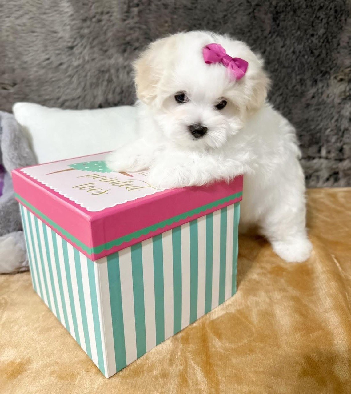 Trixie, 10-week-old Maltese puppy with a pink hair bow, resting her front paws on a decorated box