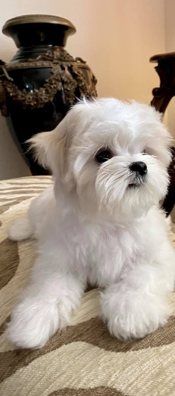 Billy, laid-back 13-week-old Maltese puppy resting beside an ornate wooden table, head turned to one side
