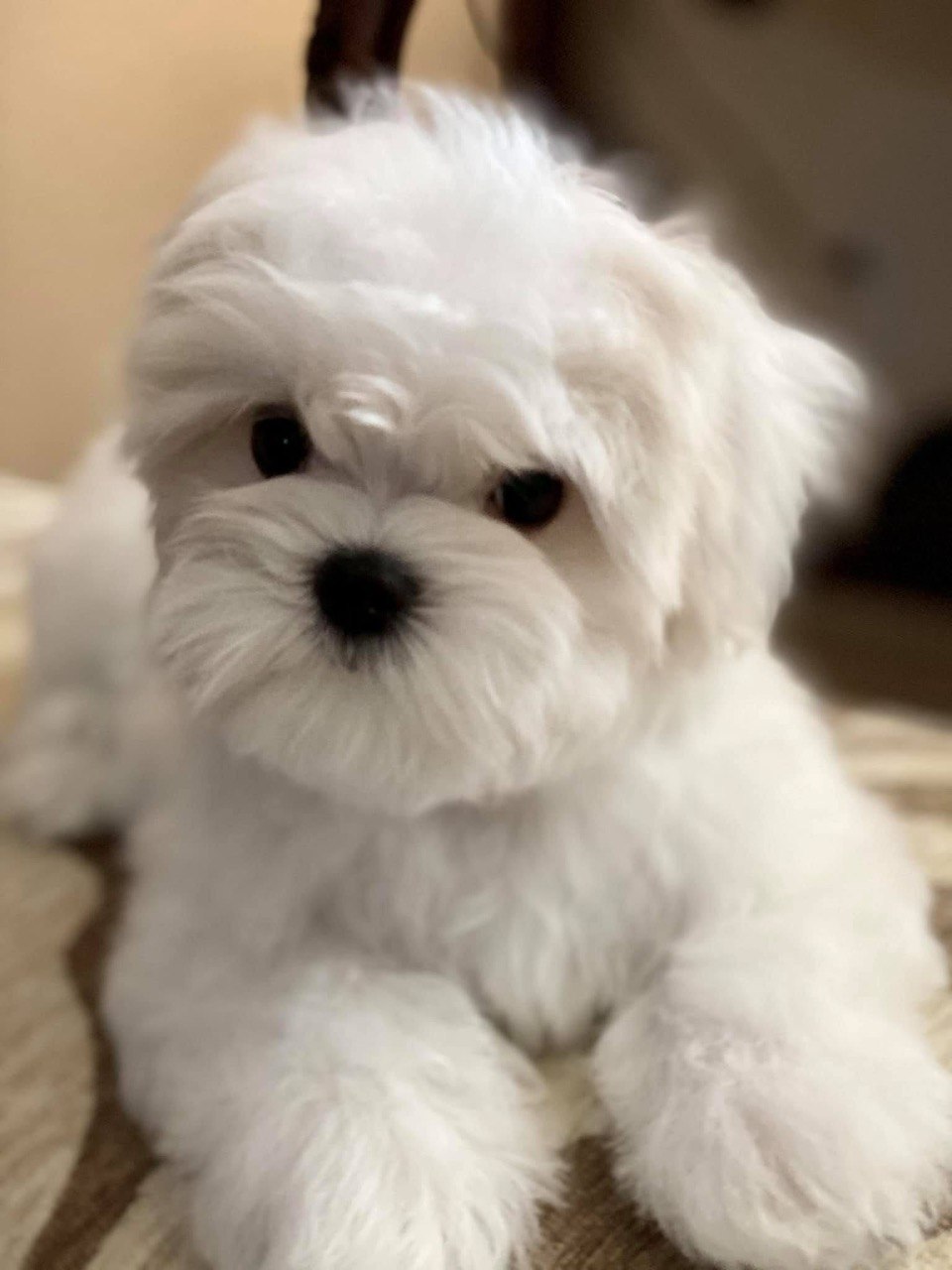 Close-up of Billy the male Maltese puppy resting with his front paws stretched forward