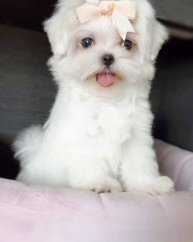 Bella the female Maltese puppy resting her front paws on a soft pink cushion