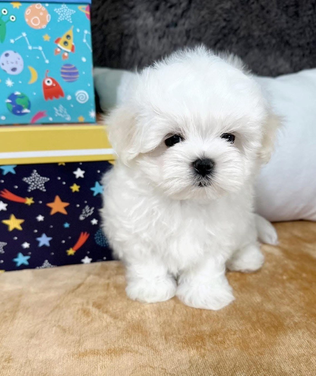 Bear, an 11-week-old male Maltese puppy at Pearlbrook Maltese Puppies, sitting on a tan blanket beside colourful space-patterned gift boxes