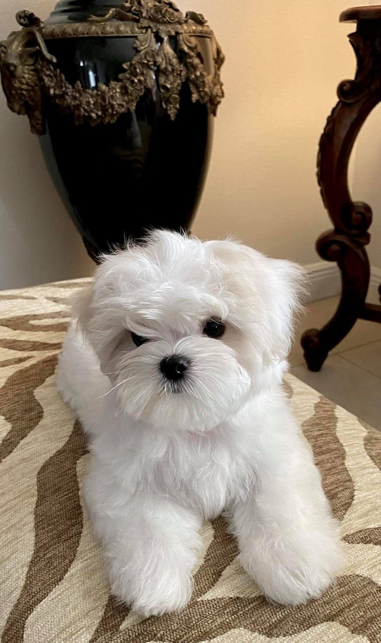 Billy, available AKC registered male Maltese puppy, sitting upright indoors and looking calmly toward the camera