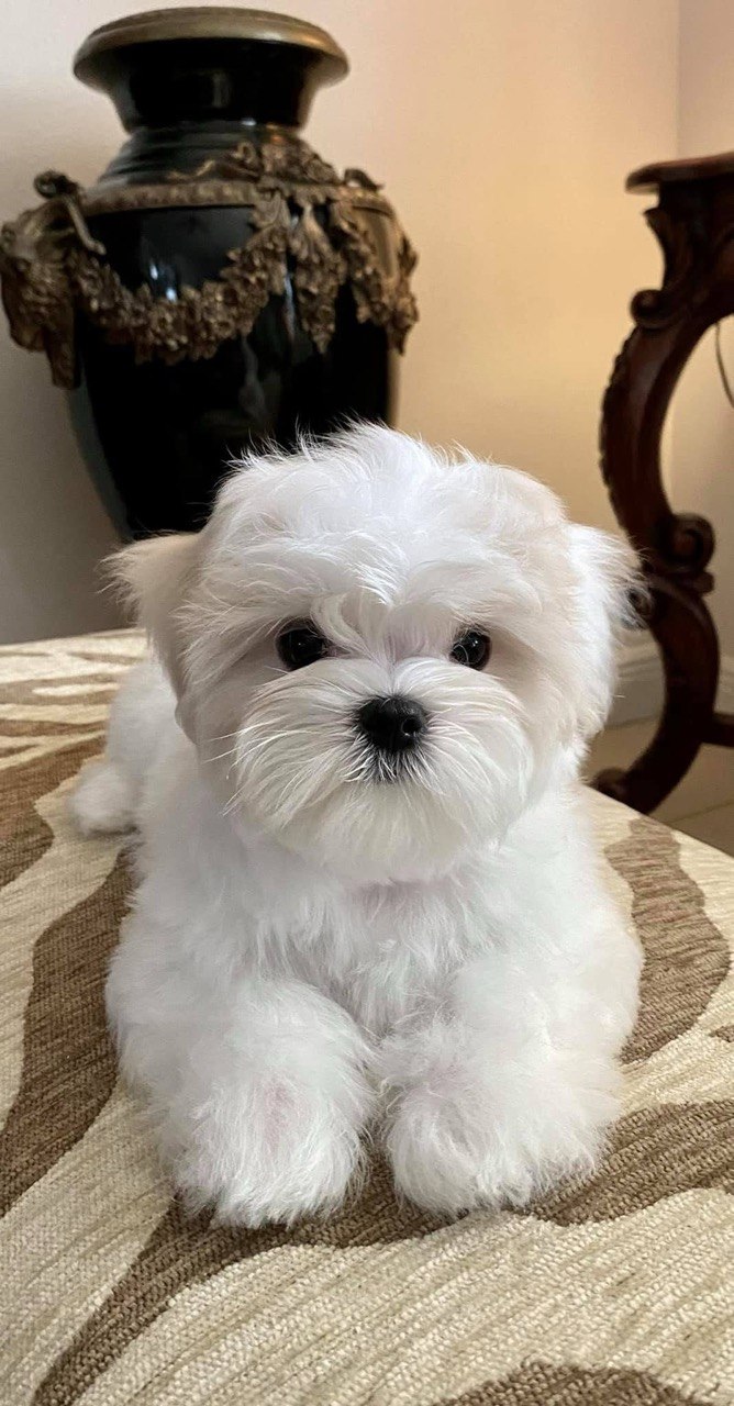 Billy, a 13-week-old male Maltese puppy at Pearlbrook Maltese Puppies, sitting on a patterned tabletop in front of an antique black vase