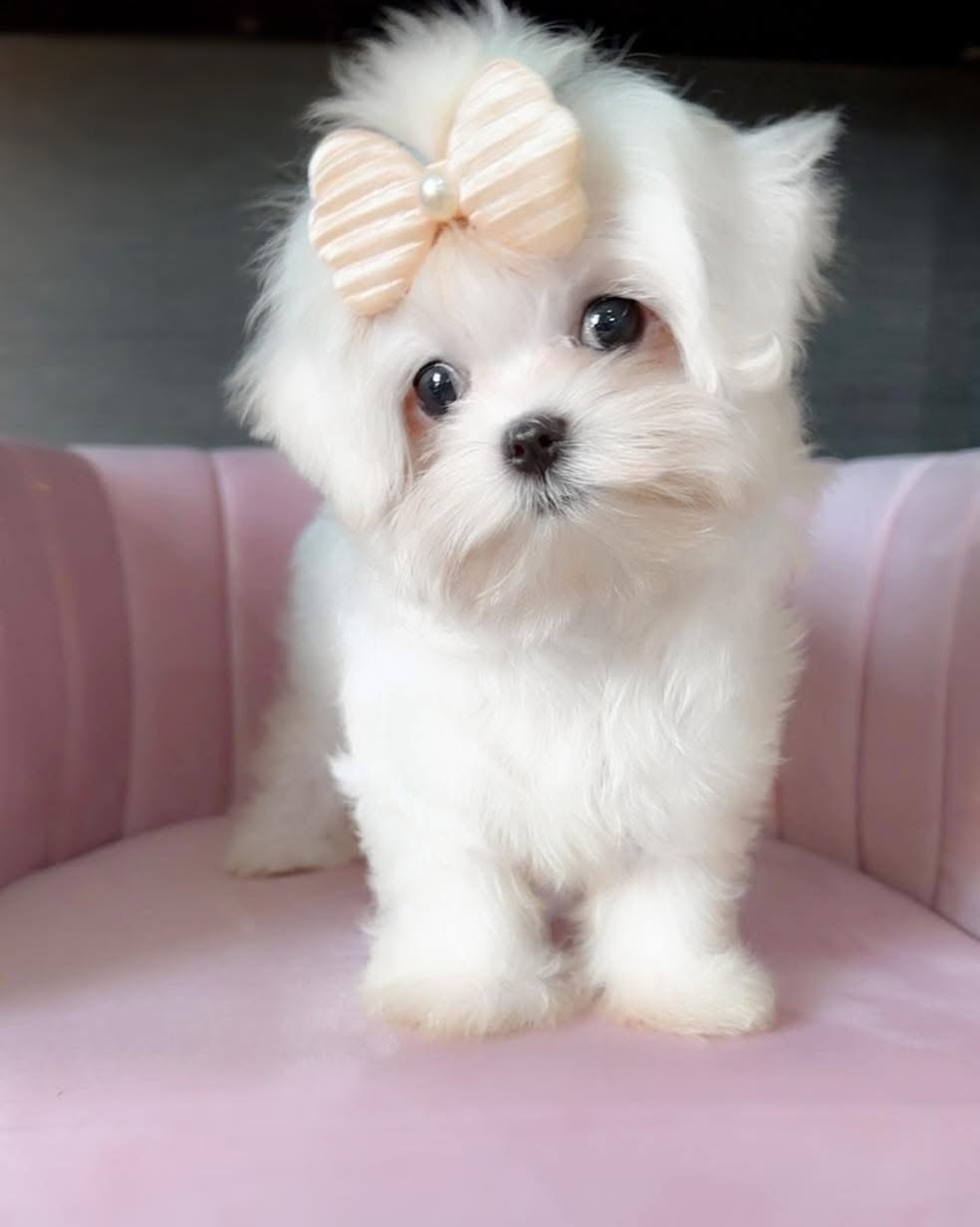 Bella, a 13-week-old female Maltese puppy at Pearlbrook Maltese Puppies, sitting on a pink velvet chair with a striped peach bow in her hair