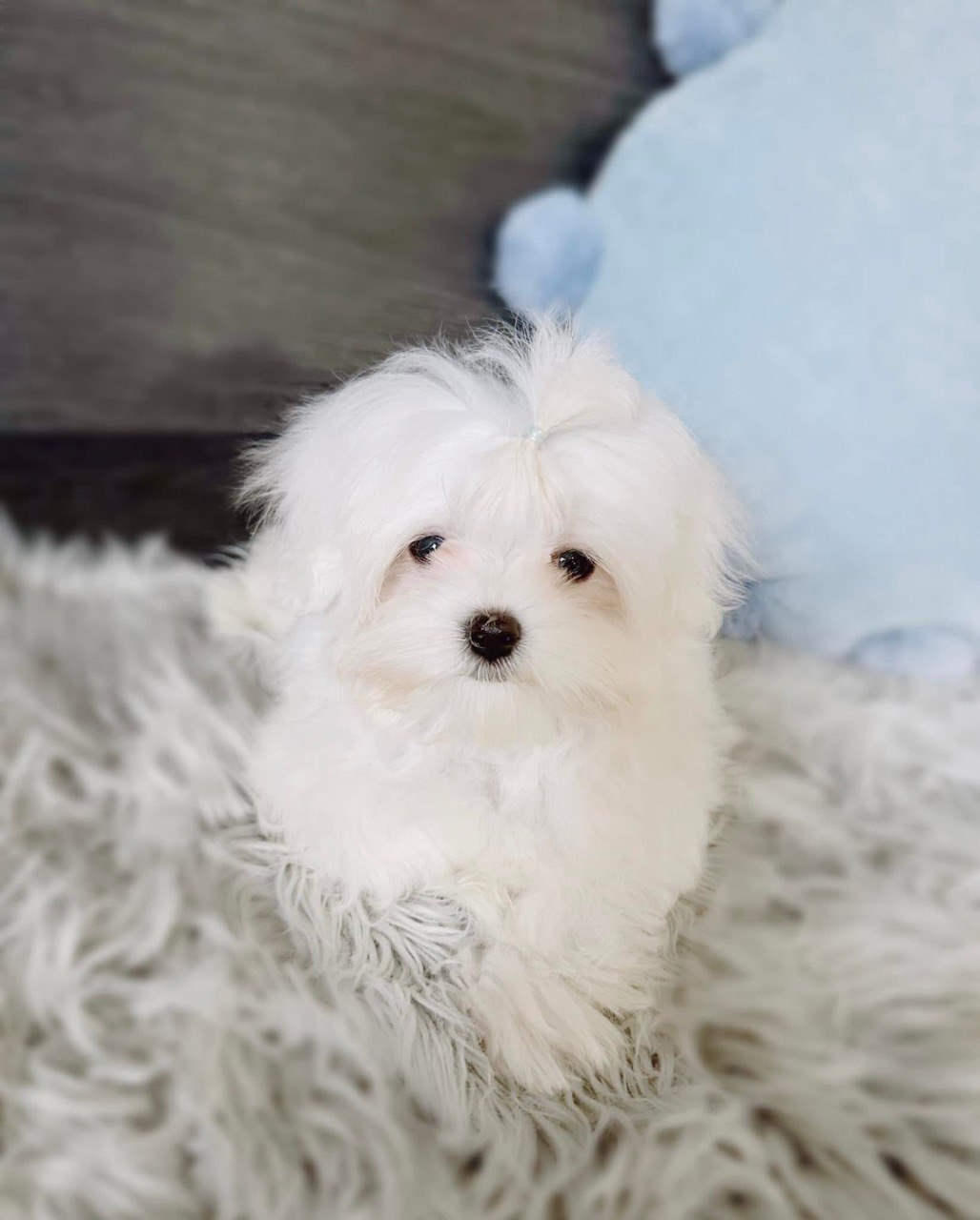 Daisy the female Maltese puppy photographed from above, head tilted slightly to one side