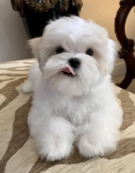 Billy, white Maltese puppy lying down with his tongue showing, photographed indoors on a patterned surface