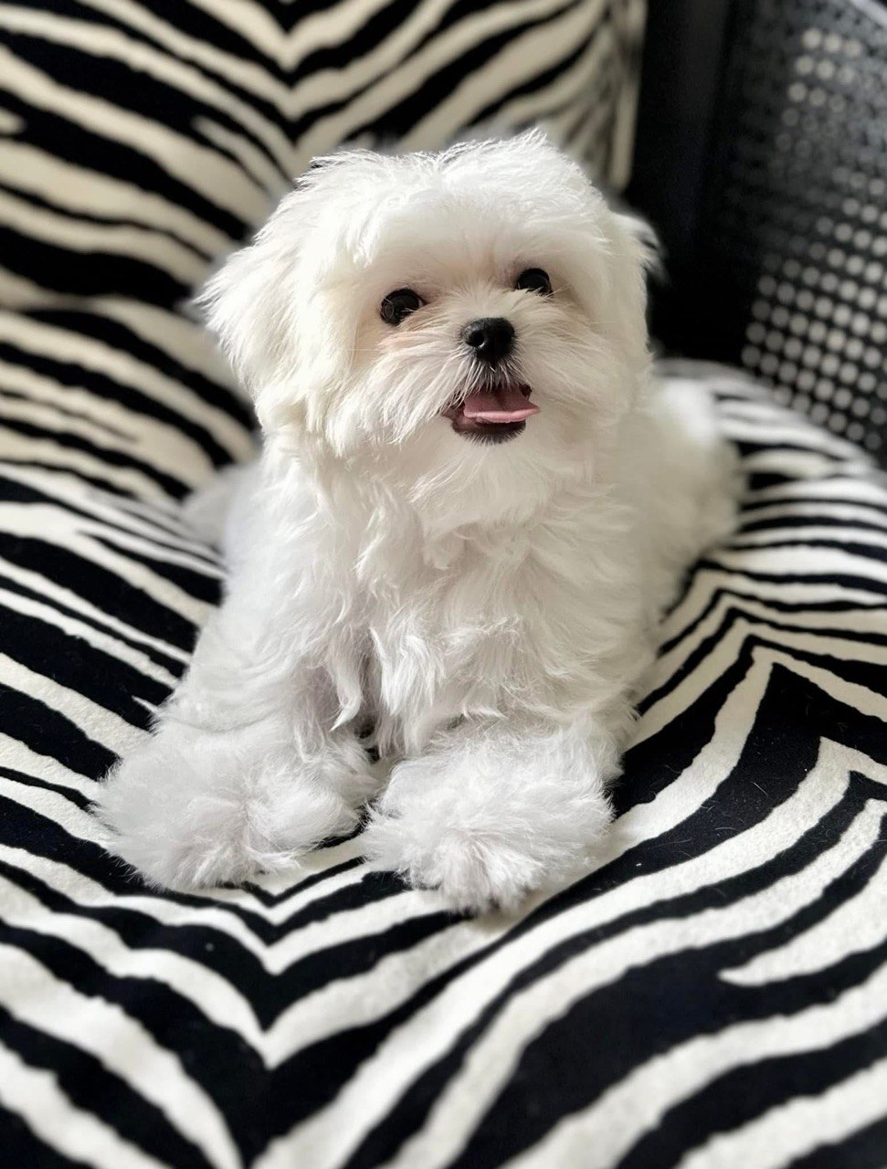 Charlie, white Maltese puppy photographed indoors with his tongue showing