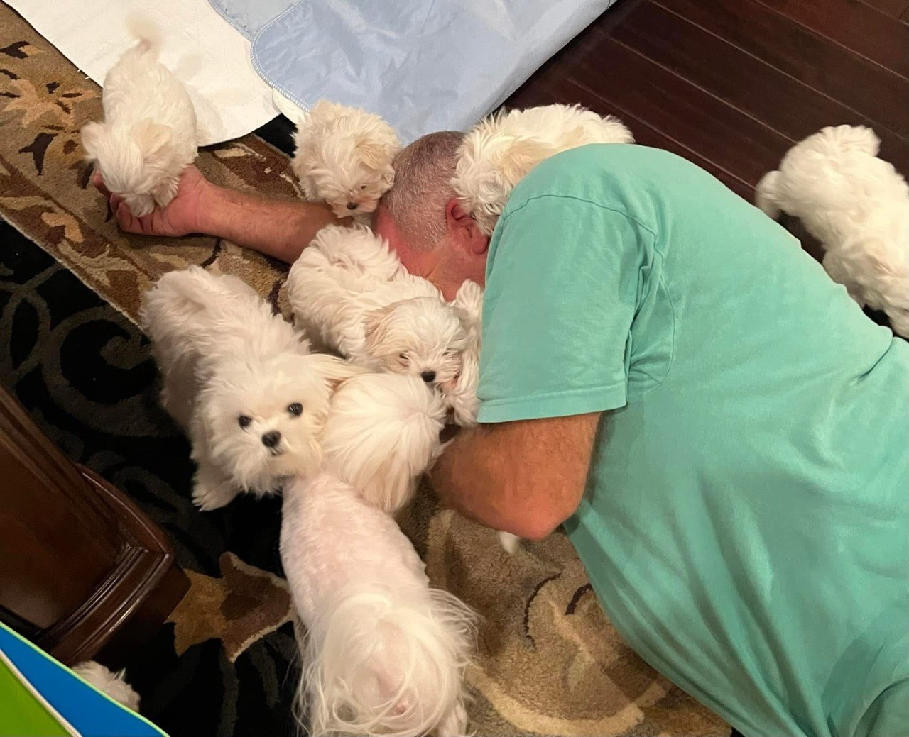Several white Maltese puppies gathered closely around an adult resting on the floor at home