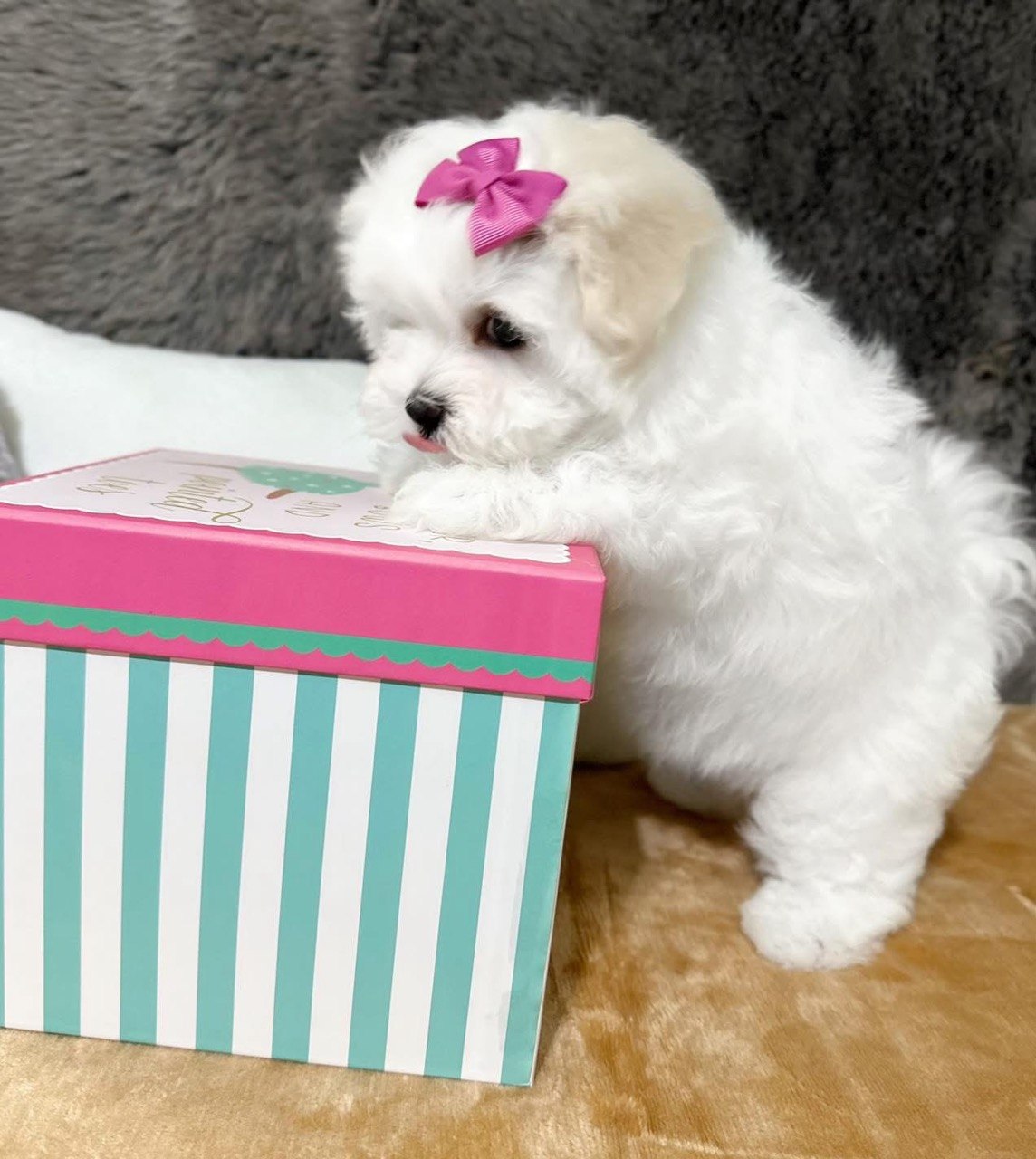 Trixie, white Maltese puppy photographed indoors standing with one paw resting on a gift box lid