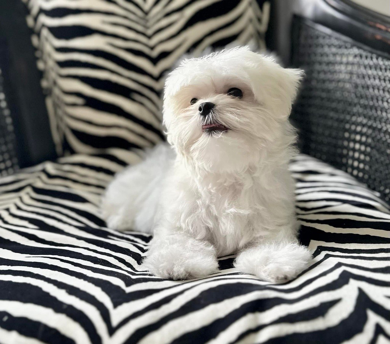 Charlie, available AKC registered male Maltese puppy, resting with his head turned to one side
