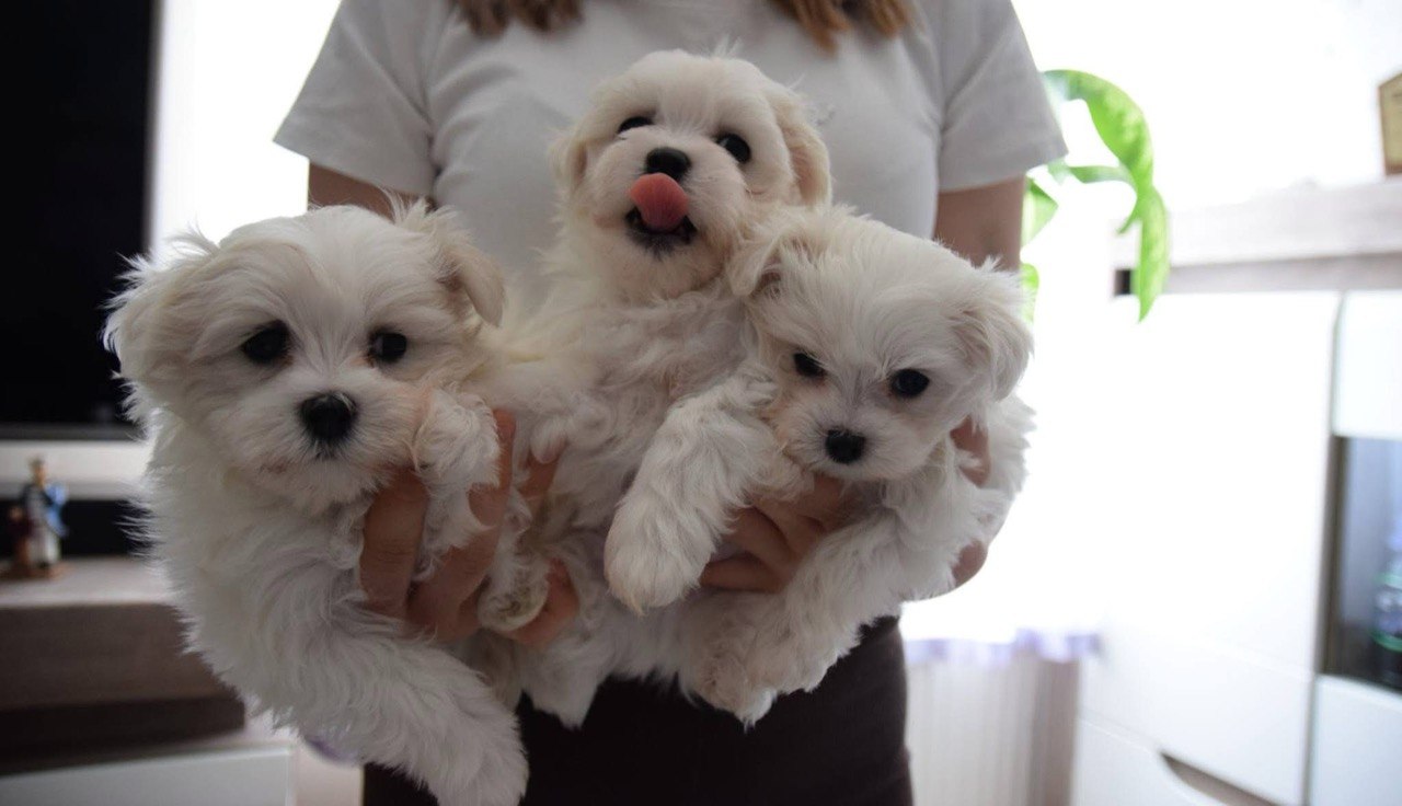 Three white Maltese puppies held together in a person's arms indoors
