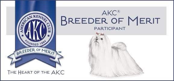 AKC Breeder of Merit Participant graphic showing the American Kennel Club ribbon seal beside a white Maltese