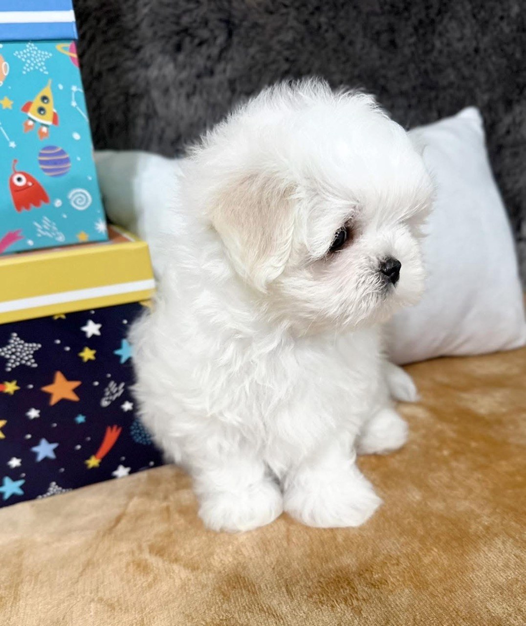 Bear, white Maltese puppy seen in profile, sitting calmly in front of a cream cushion