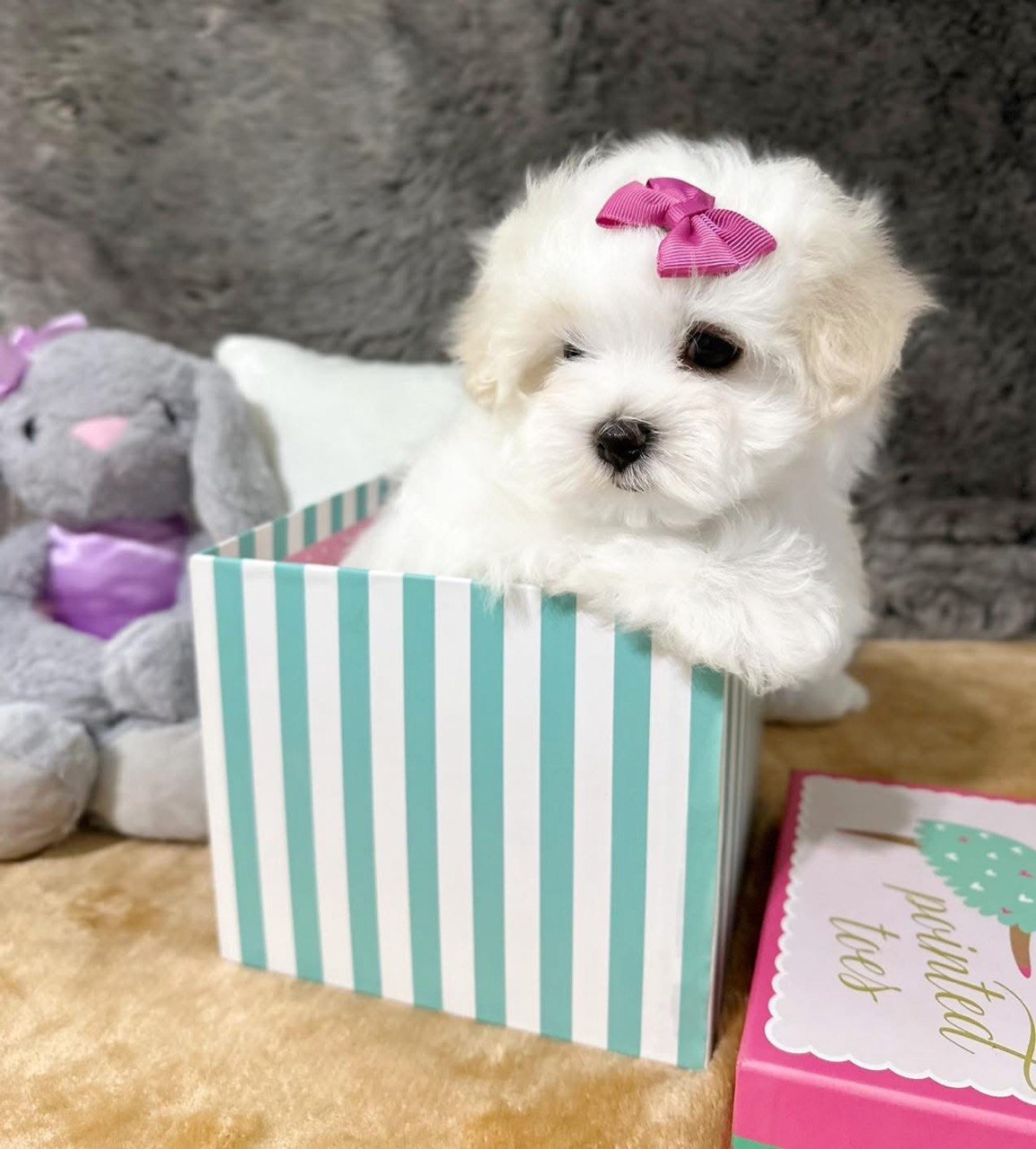 Trixie, available AKC registered female Maltese puppy, looking toward the camera from inside a striped box