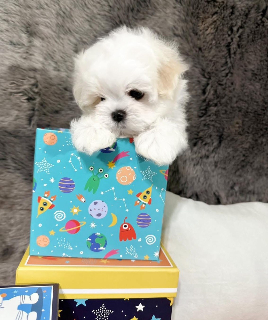 Bear, calm white Maltese puppy resting both front paws on a patterned gift box lid