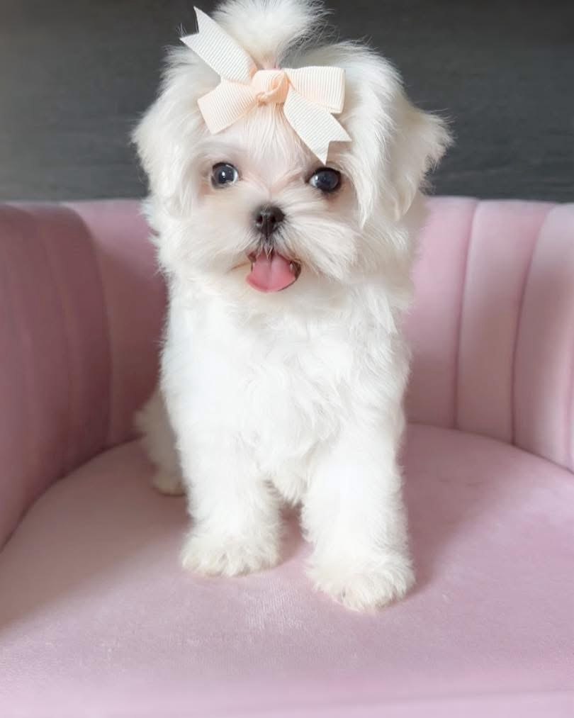 Bella, available AKC registered female Maltese puppy, standing on a pink velvet seat and looking toward the camera