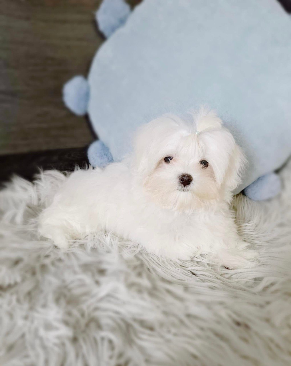 Daisy, charming white Maltese puppy lying down beside a pale blue plush cushion