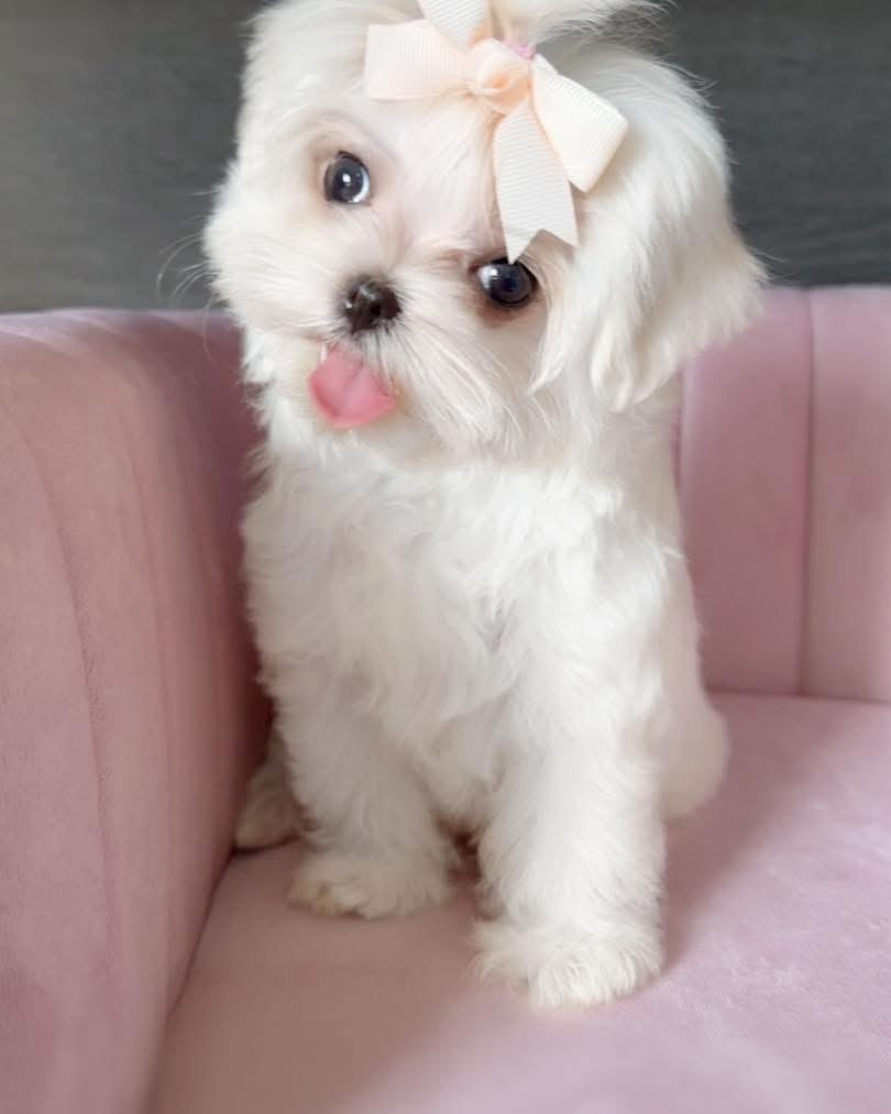 Bella, sociable 13-week-old Maltese puppy photographed indoors with her head tilted to one side