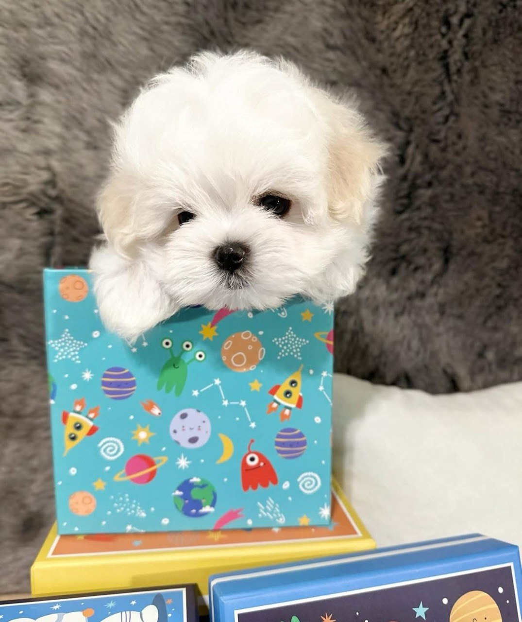 Bear, available AKC registered male Maltese puppy, resting his paws on the edge of a blue space-patterned gift box