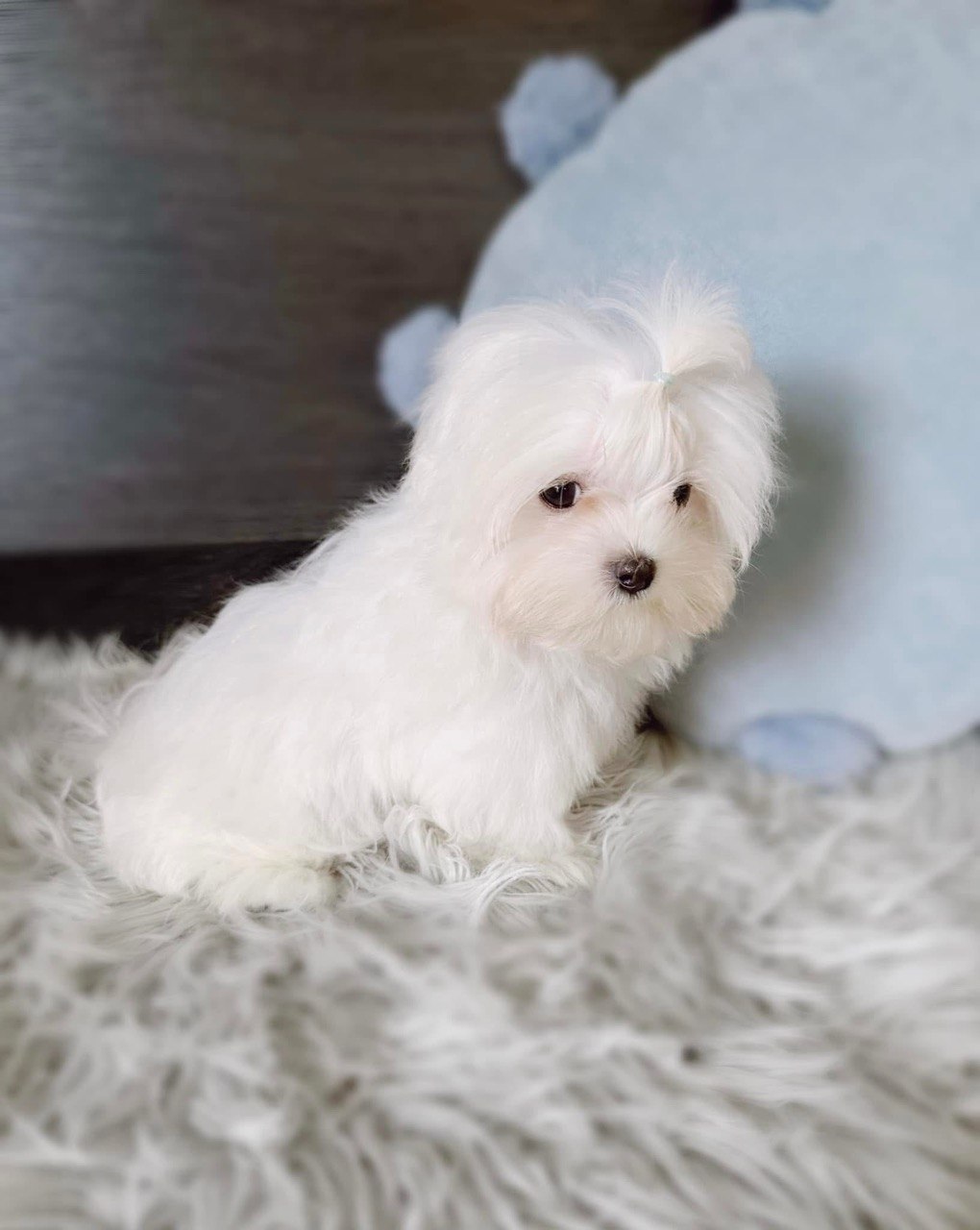 Daisy, outgoing 12-week-old Maltese puppy seen in profile on a cream fur rug