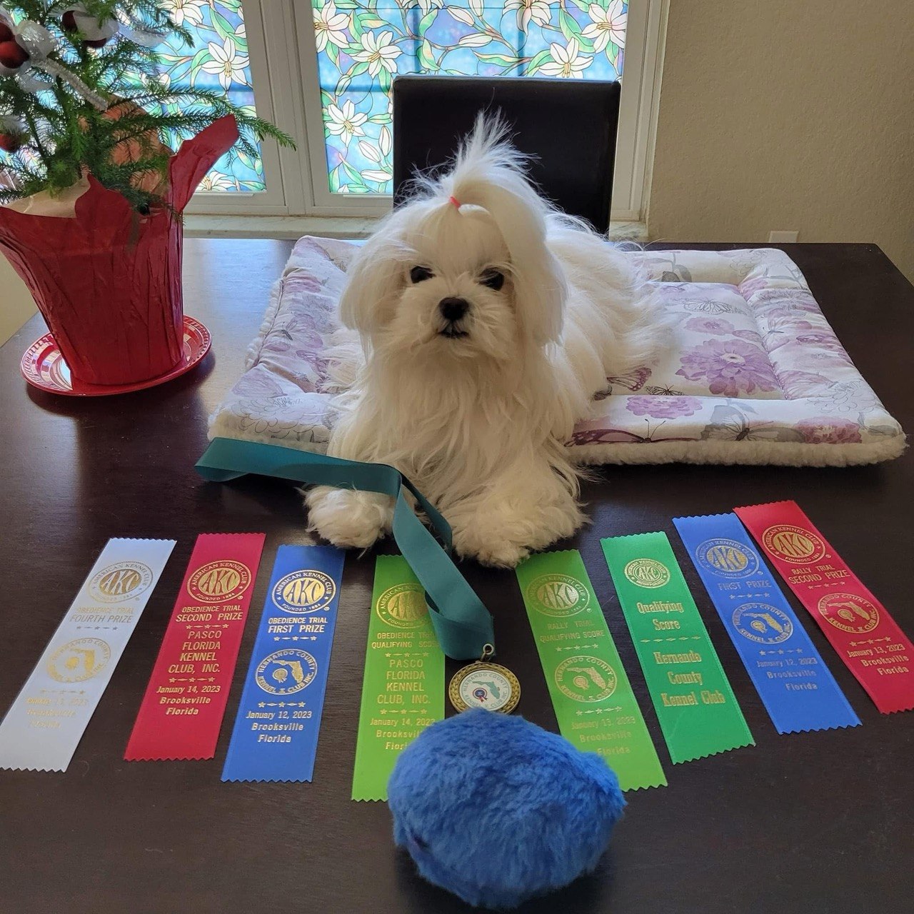 White Maltese resting on a soft mat at home beside a row of coloured event ribbons
