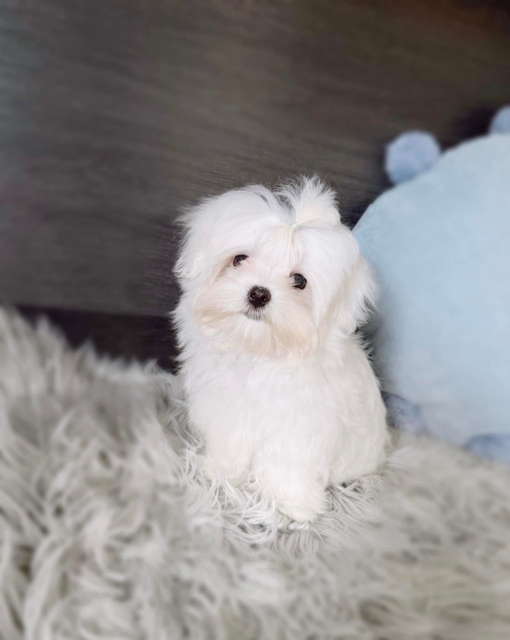 Daisy, white Maltese puppy with a small hair tie, sitting upright on a soft fur blanket indoors