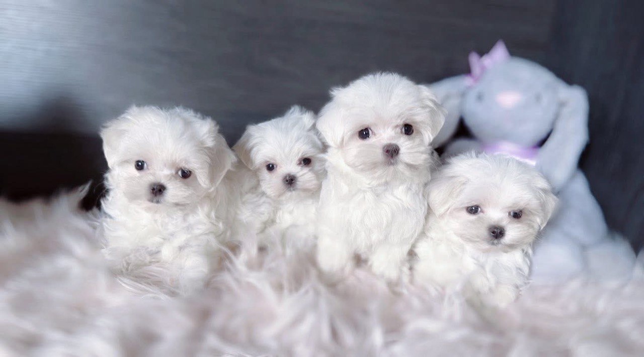 Four young white Maltese puppies sitting together on a soft fluffy blanket