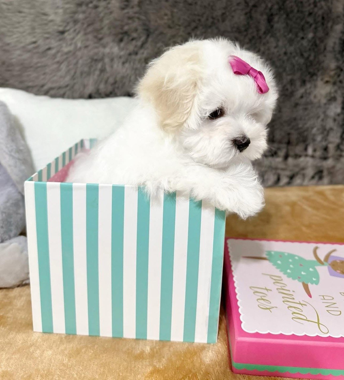 Trixie the female Maltese puppy leaning over the edge of a striped box, seen from the side