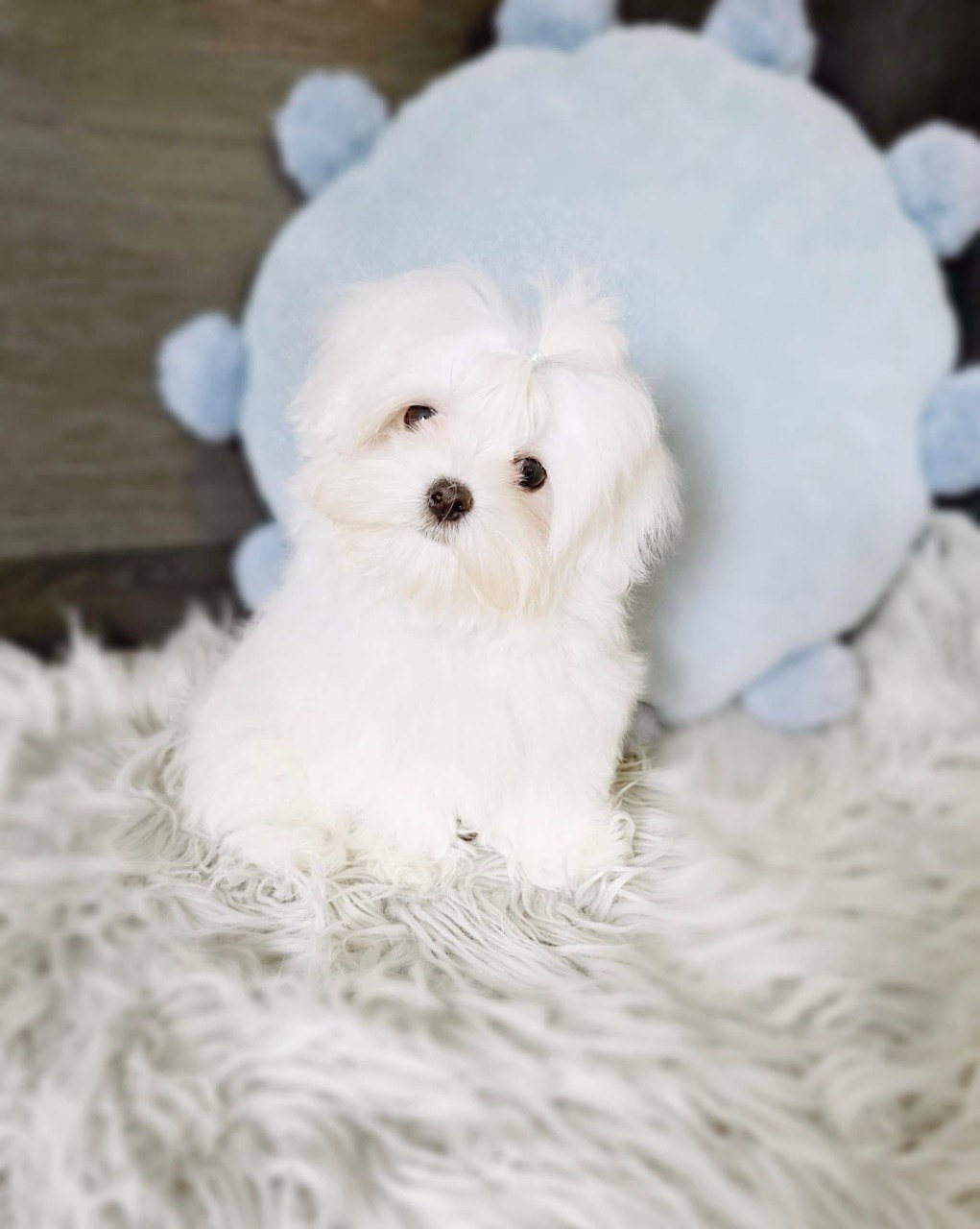 Daisy, available AKC registered female Maltese puppy, sitting in front of a pale blue cushion and looking toward the camera