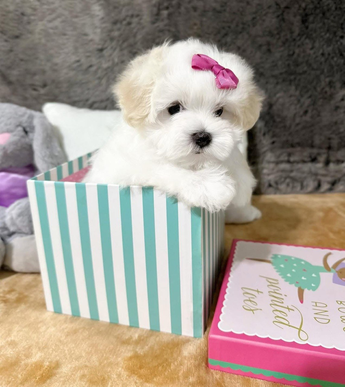 Trixie, a 10-week-old female Maltese puppy at Pearlbrook Maltese Puppies, sitting in a striped gift box with a pink bow in her hair