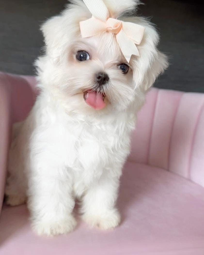 Bella, white Maltese puppy with a peach bow, sitting upright on a pink chair with her tongue showing