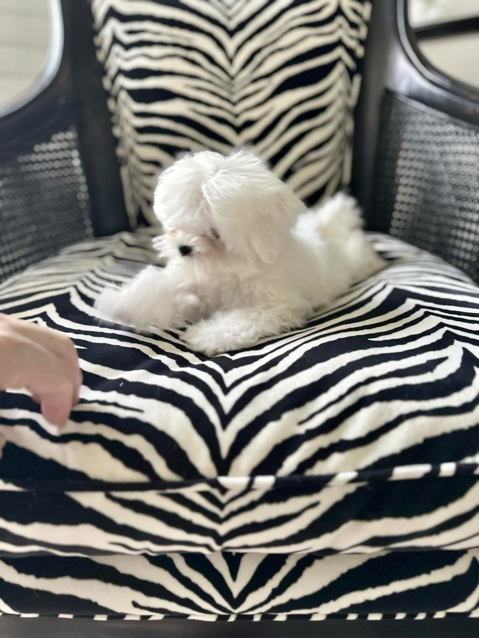 Charlie the Maltese puppy lying down on a patterned cushion, seen in profile