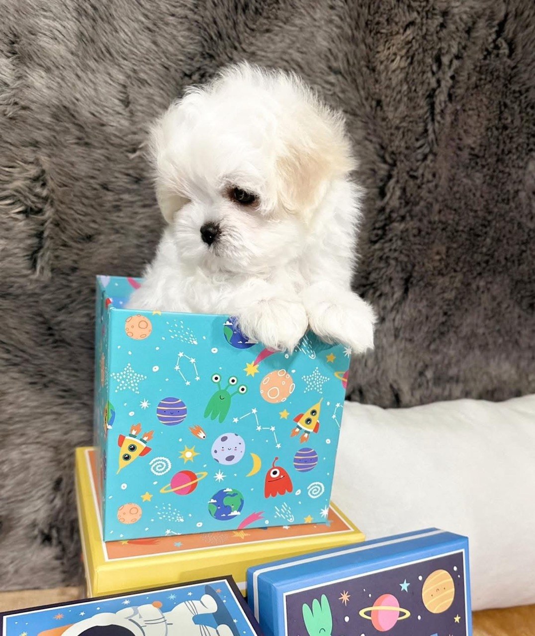 Bear, easygoing 11-week-old Maltese puppy peeking over a turquoise gift box in front of a grey blanket