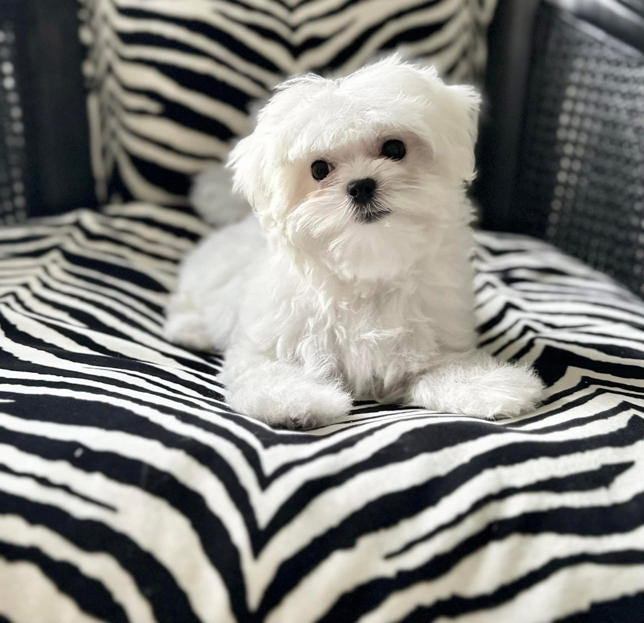 Charlie, a 13-week-old male Maltese puppy at Pearlbrook Maltese Puppies, sitting and looking toward the camera