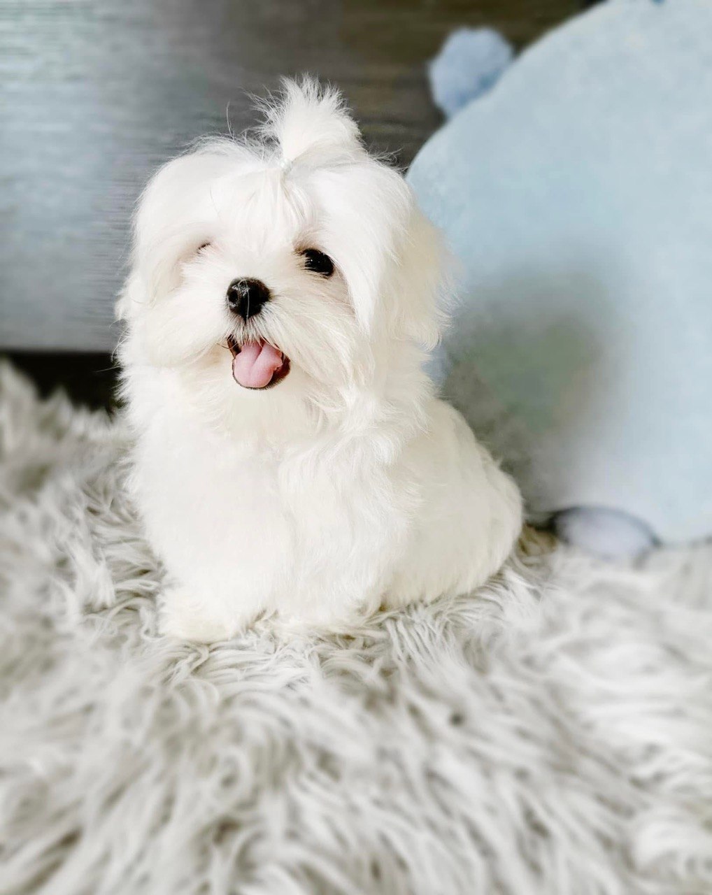 Daisy, a 12-week-old female Maltese puppy at Pearlbrook Maltese Puppies, sitting on a cream fur rug with her topknot tied up and her tongue showing